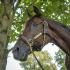 Two-Time Breedersâ€™ Cup Mile Winner, Da Hoss, Dies At 30